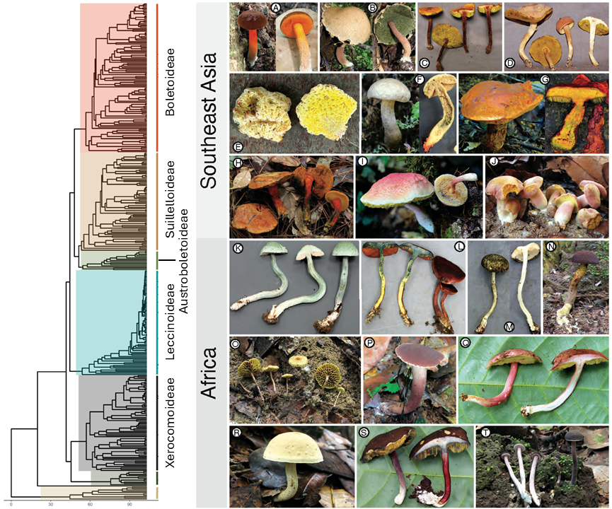 Boletaceae diversification