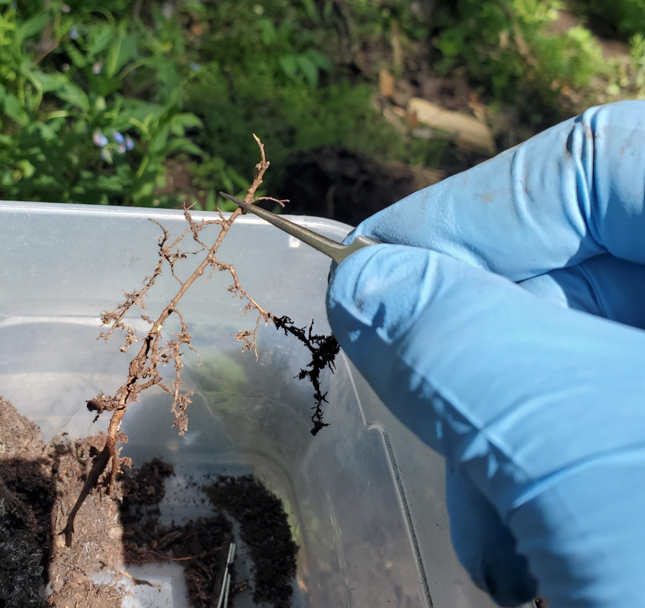 Plant soil microbiome