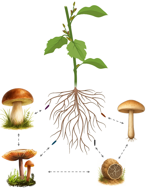 Populus rhizosphere project figure