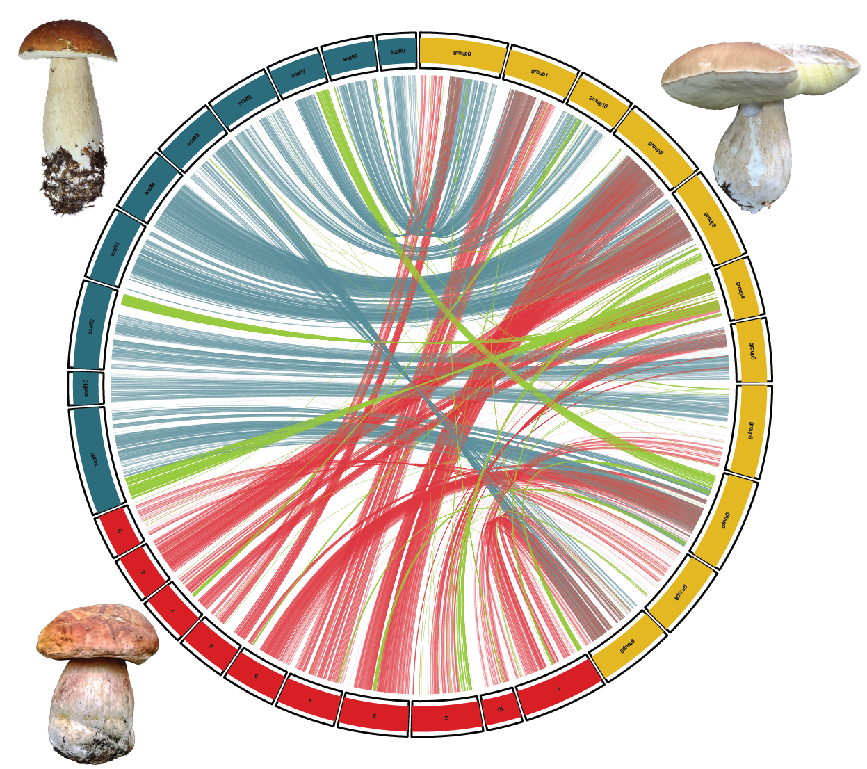Laccaria bicolor